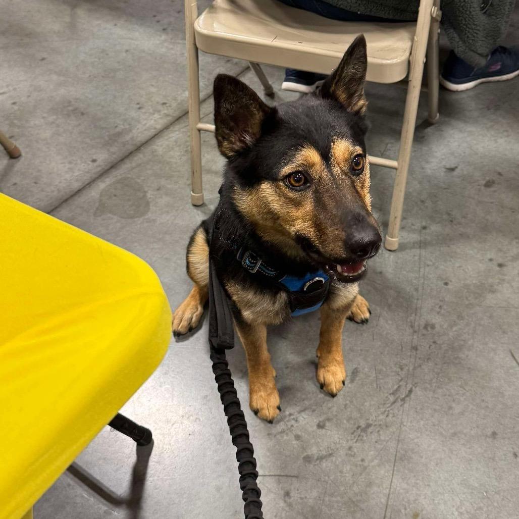 Yasmina OS CA PDR/Jazzy, a Adoptable Border Collie in Las Vegas, NV image 2/5