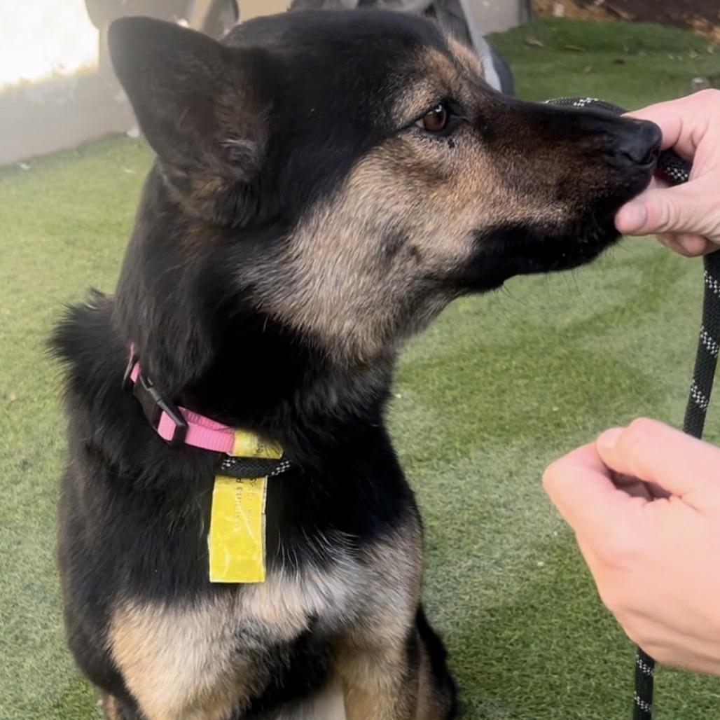 Yasmina OS CA PDR/Jazzy, a Adoptable Border Collie in Las Vegas, NV image 3/5