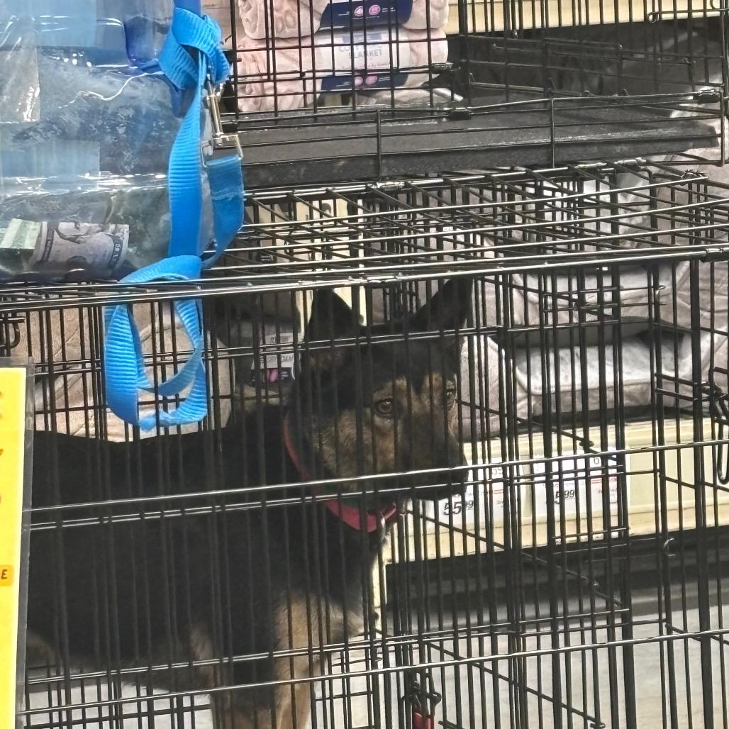 Yasmina OS CA PDR/Jazzy, a Adoptable Border Collie in Las Vegas, NV image 4/5