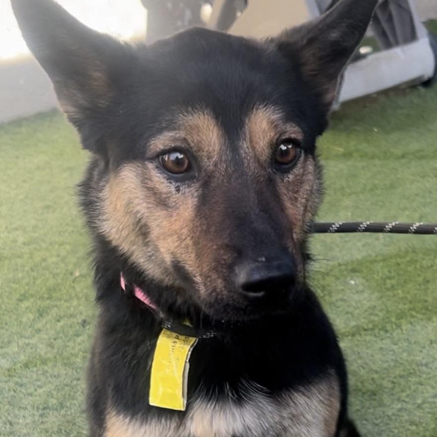 Yasmina OS CA PDR/Jazzy, a Adoptable Border Collie in Las Vegas, NV image 5/5