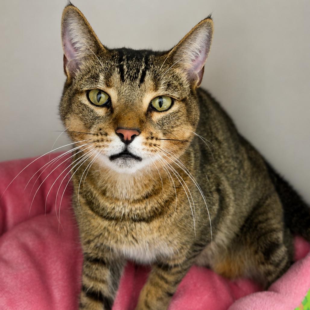 Mille-feuille, Adoptable, Young Female Domestic Short Hair.