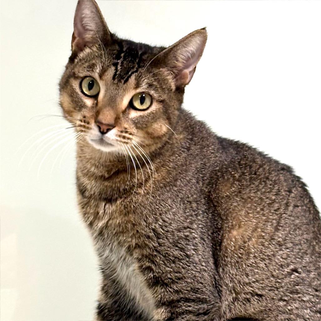 Enlarge Mille-feuille, a Adoptable Domestic Short Hair in Sarasota, FL image 2/3