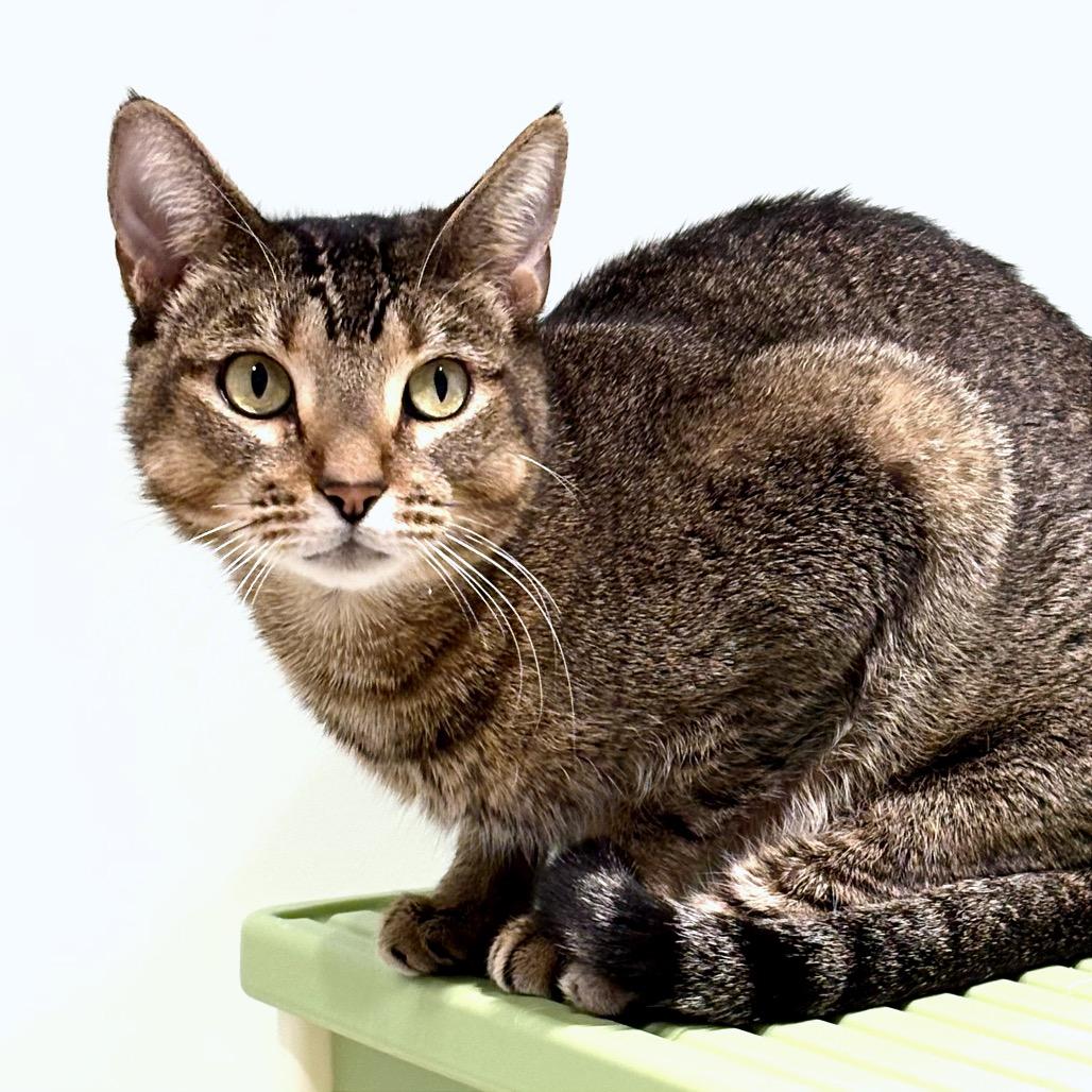 Enlarge Mille-feuille, a Adoptable Domestic Short Hair in Sarasota, FL image 3/3