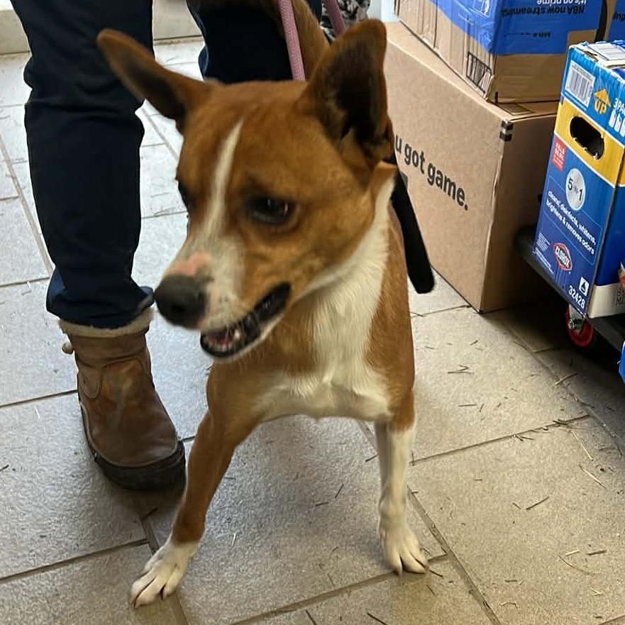 Mork, Adoptable, Adult Male Mixed Breed.