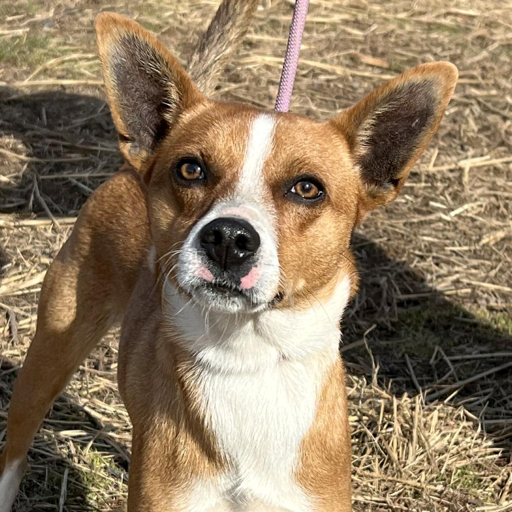 Mork, a Adoptable Mixed Breed in Huntington, WV image 2/6