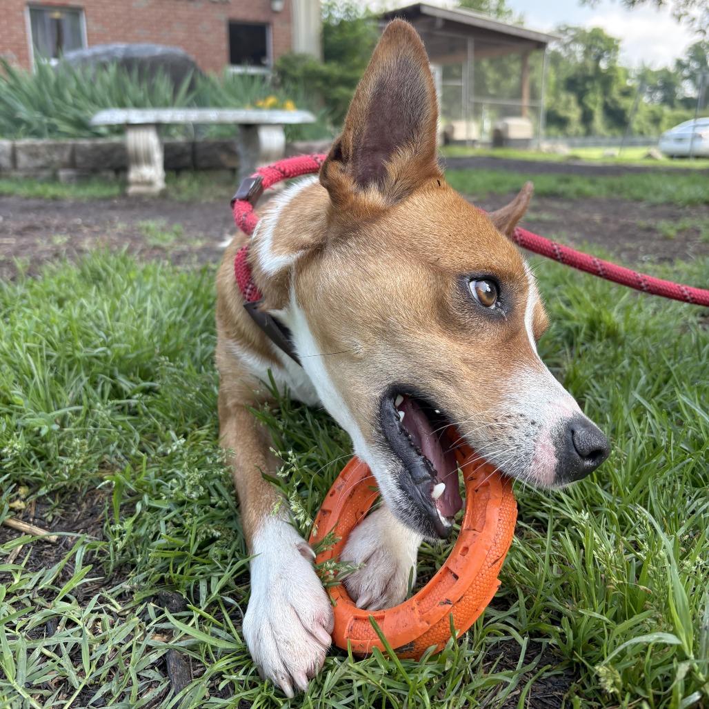 Mork, a Adoptable Mixed Breed in Huntington, WV image 3/6