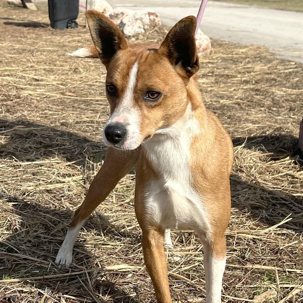 Mork, a Adoptable Mixed Breed in Huntington, WV image 4/6