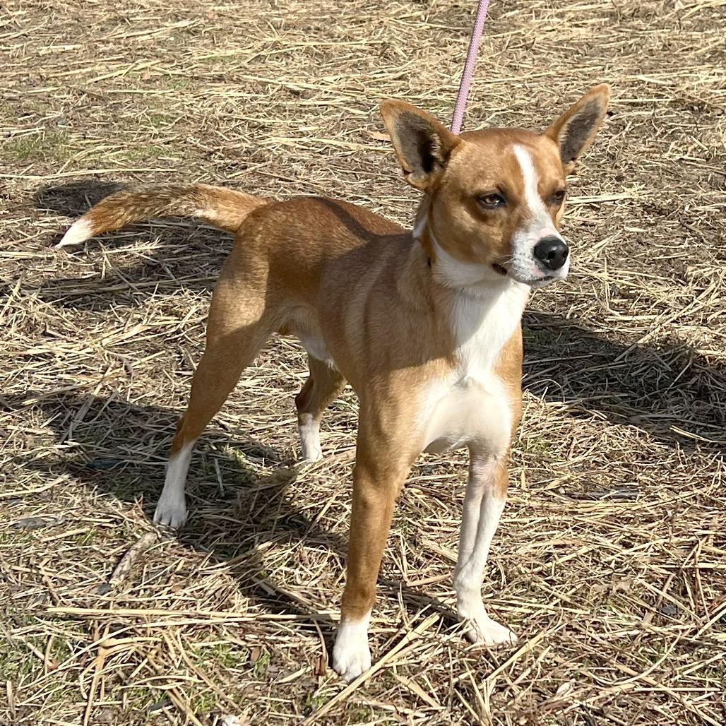 Mork, a Adoptable Mixed Breed in Huntington, WV image 5/6