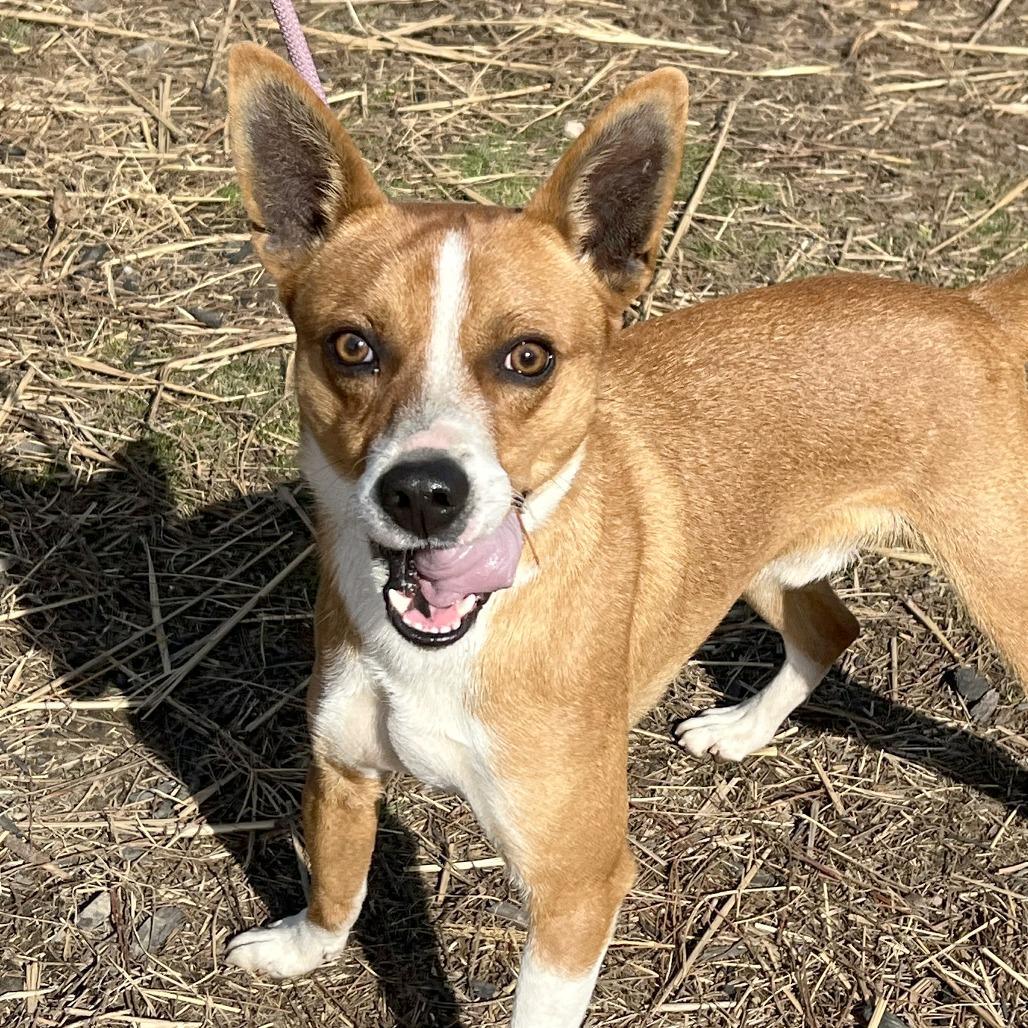 Mork, a Adoptable Mixed Breed in Huntington, WV image 6/6