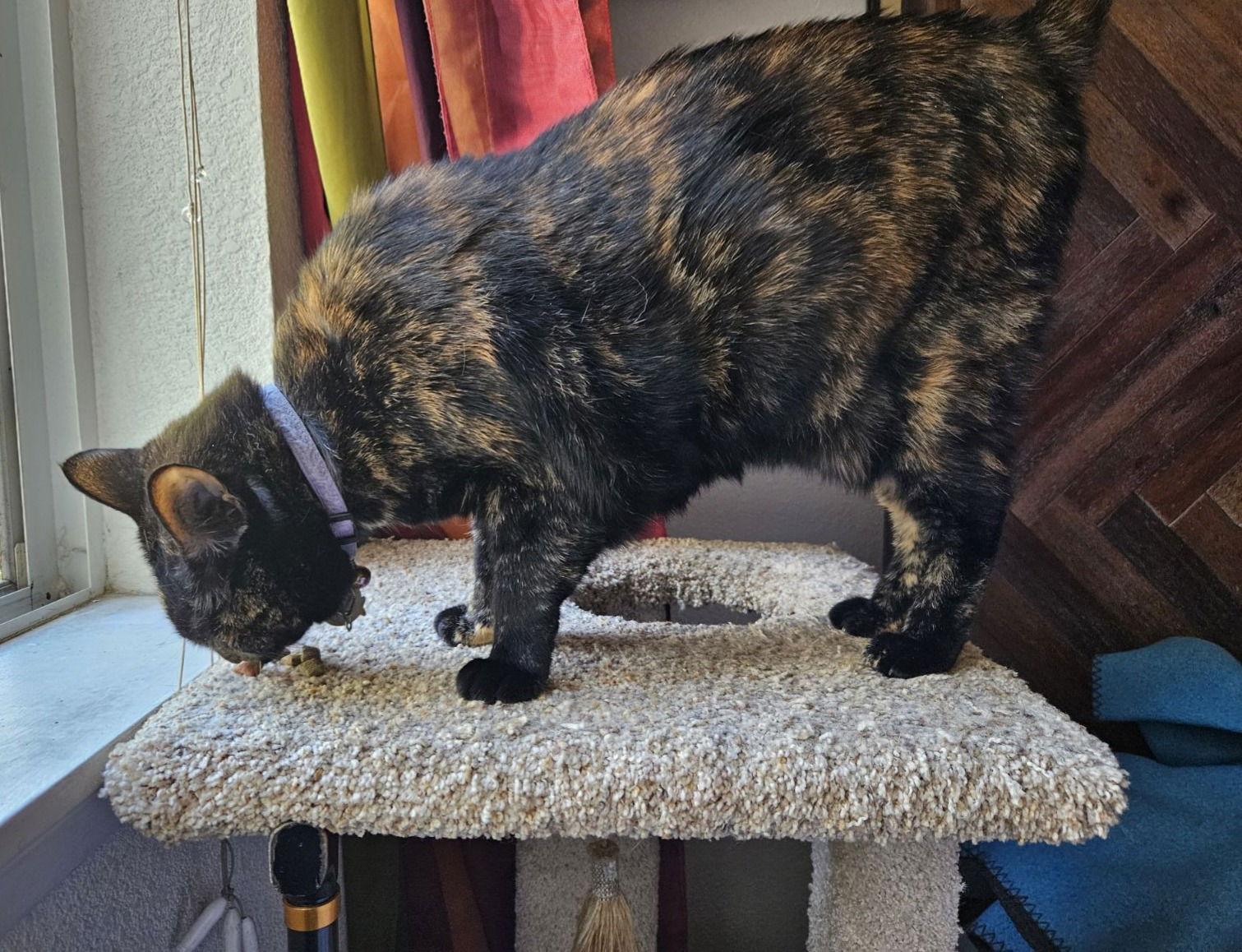 persephone, Adoptable, Adult Female Tortoiseshell.