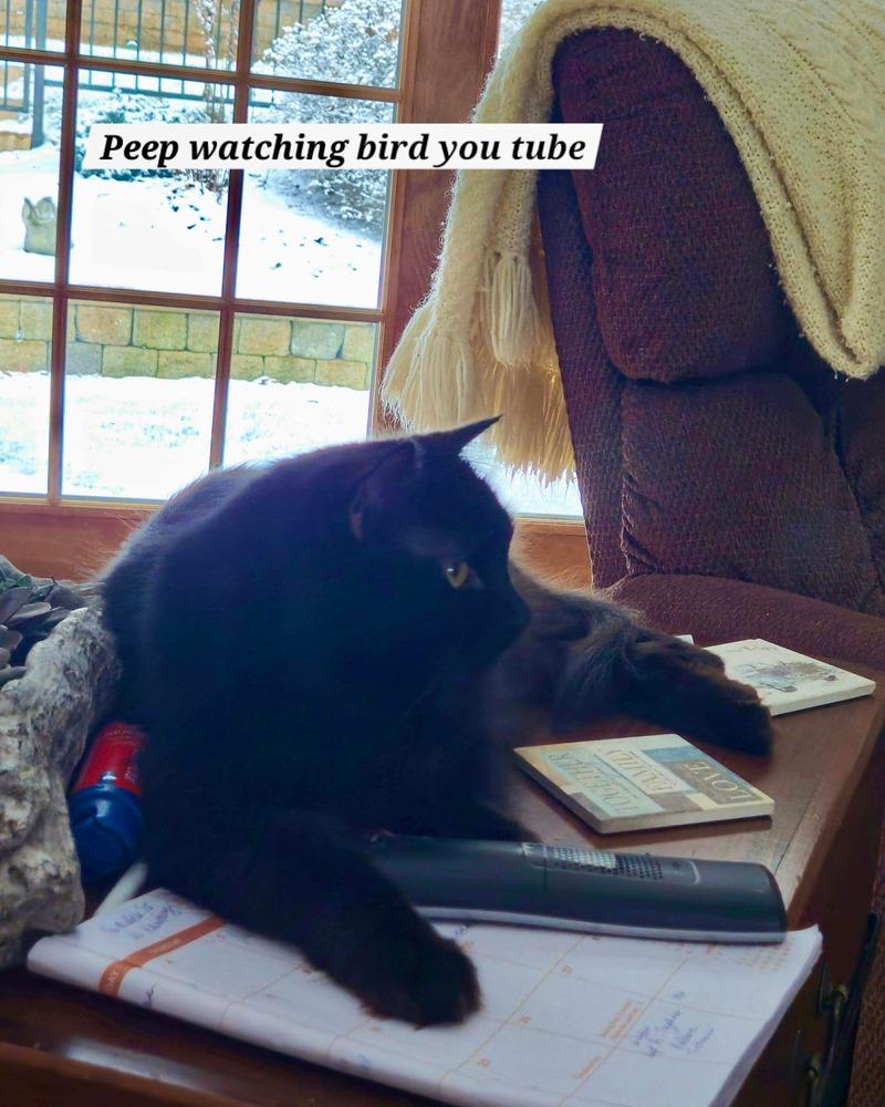 Peep fka Raf, Adopted, Adult Male Domestic Medium Hair.