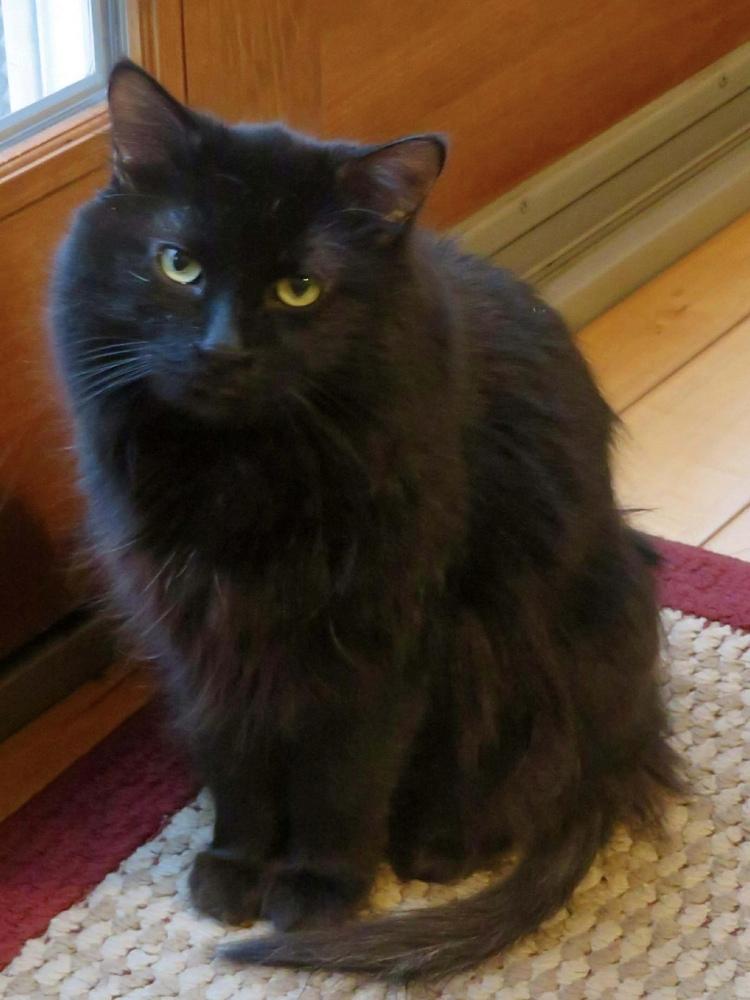 Enlarge Peep fka Raf, a Adopted mixed breed in Groveland, MA image 3/6