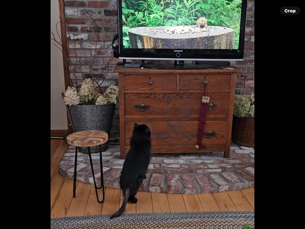 Enlarge Peep fka Raf, a Adopted mixed breed in Groveland, MA image 4/6