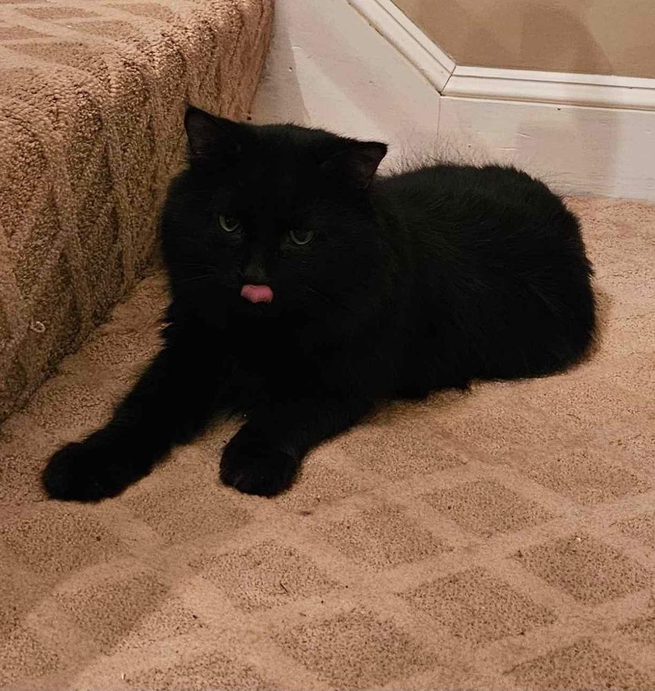 Enlarge Peep fka Raf, a Adopted mixed breed in Groveland, MA image 5/6