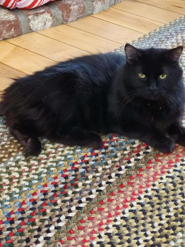 Enlarge Peep fka Raf, a Adopted mixed breed in Groveland, MA image 6/6