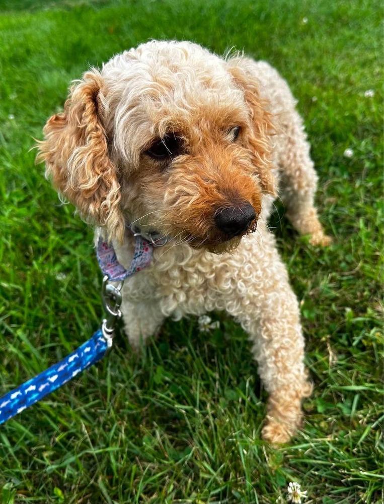 Panini, a Adoptable Goldendoodle in Wausau, WI image 1/6
