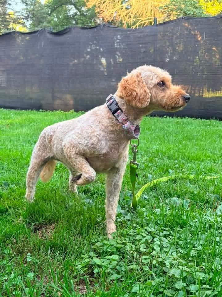 Panini, a Adoptable Goldendoodle in Wausau, WI image 2/6