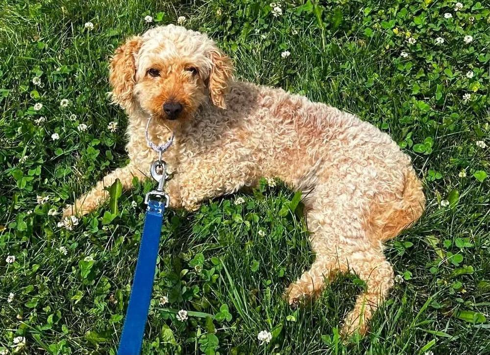 Panini, a Adoptable Goldendoodle in Wausau, WI image 3/6