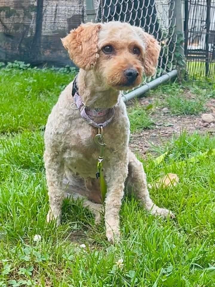 Panini, a Adoptable Goldendoodle in Wausau, WI image 4/6