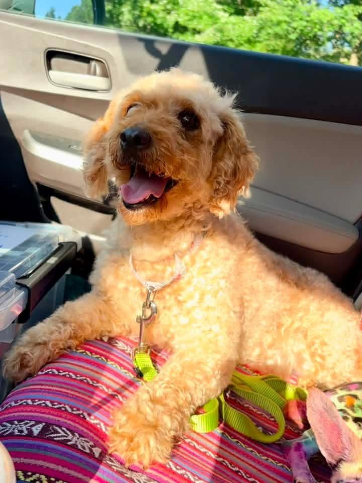 Panini, a Adoptable Goldendoodle in Wausau, WI image 5/6