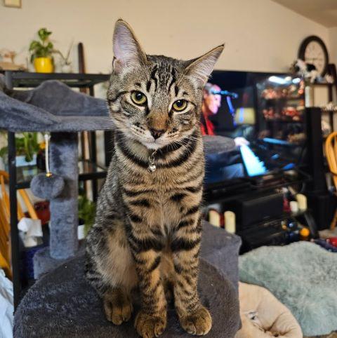 Sugar, ADOPTABLE, Young Male Domestic Short Hair.