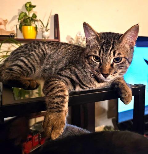 Enlarge Sugar, a ADOPTABLE mixed breed in Fernley, NV image 2/2