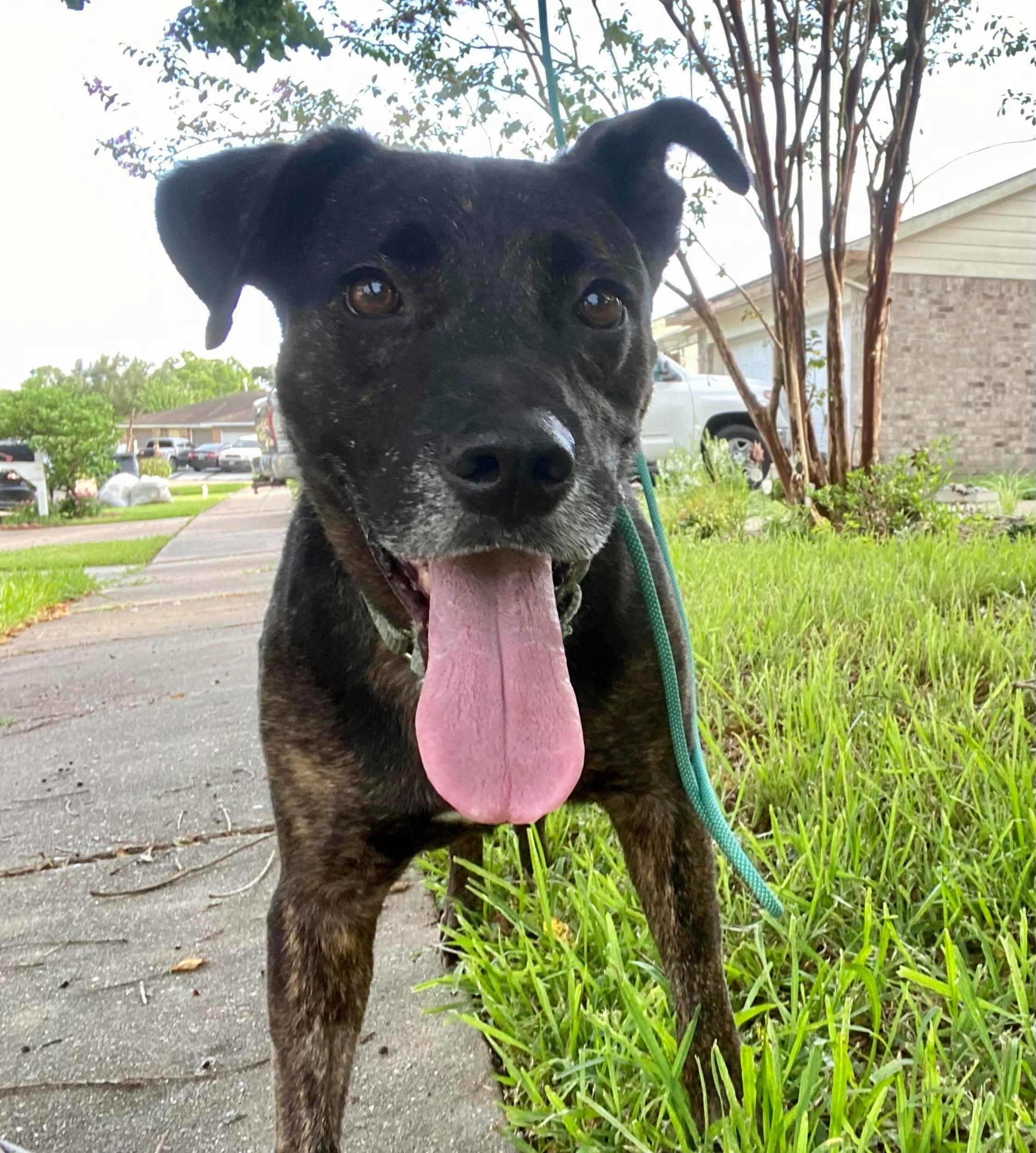 Enlarge Maverick, a Adoptable mixed breed in Houston, TX image 1/5