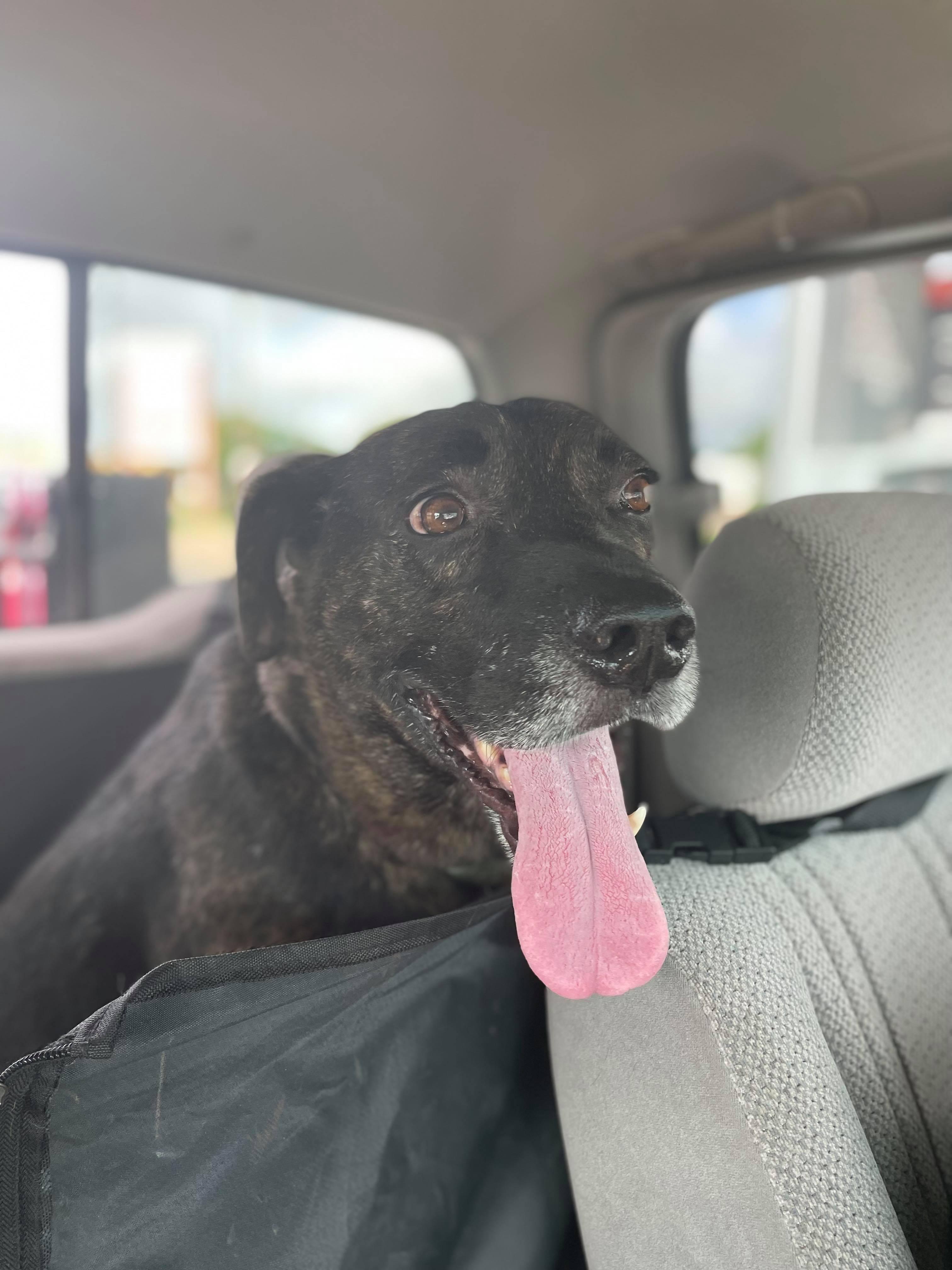 Enlarge Maverick, a Adoptable mixed breed in Houston, TX image 2/5