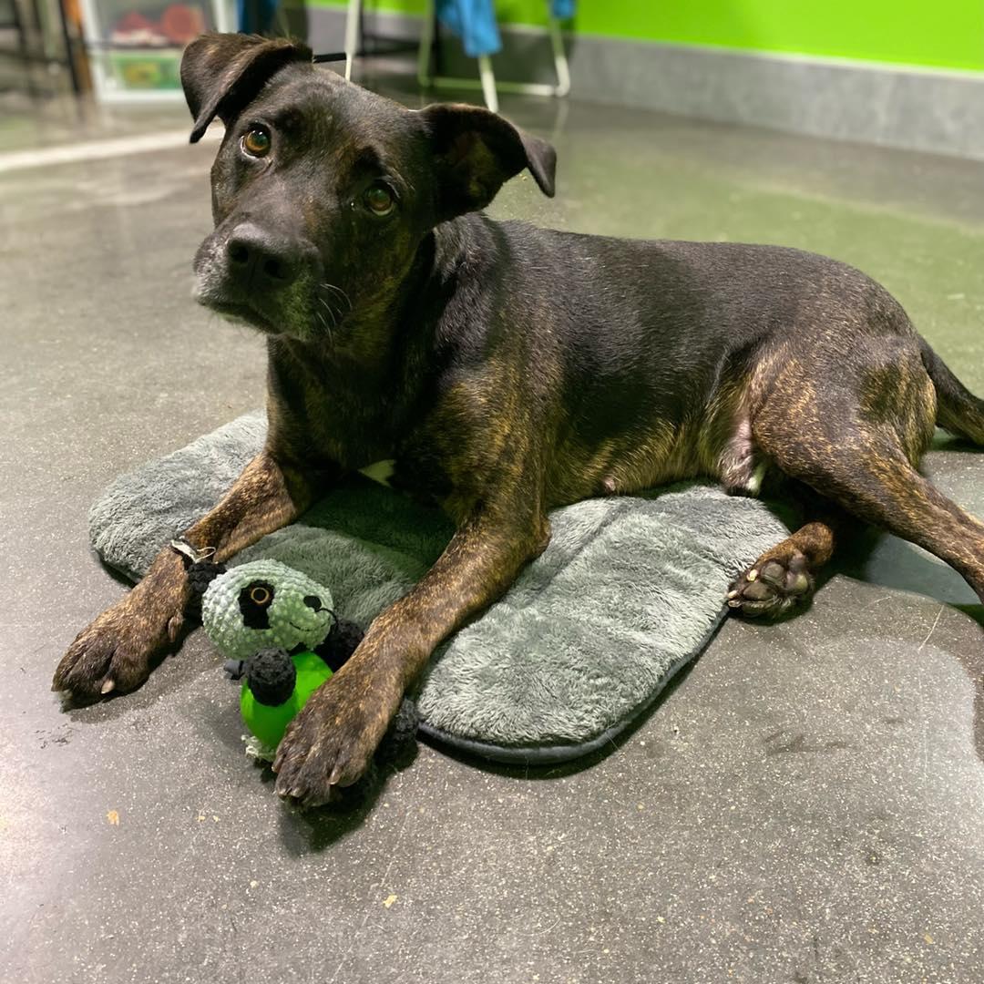 Enlarge Maverick, a Adoptable mixed breed in Houston, TX image 3/5