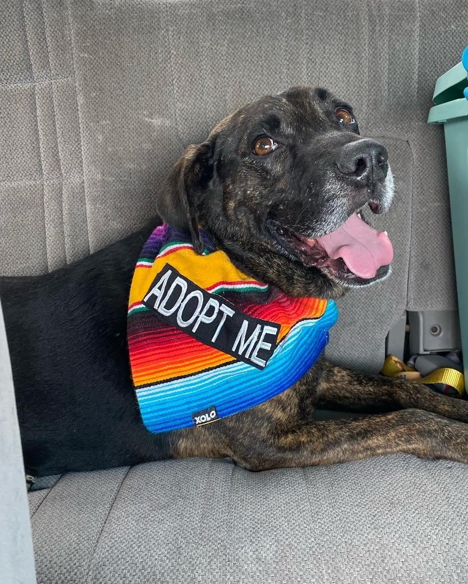 Enlarge Maverick, a Adoptable mixed breed in Houston, TX image 5/5