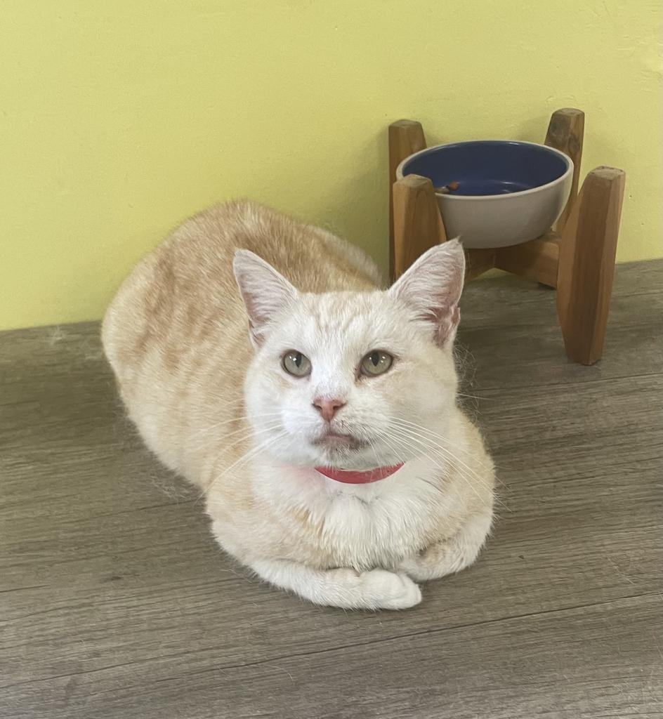 Opaline, Adoptable, Adult Female Domestic Short Hair.