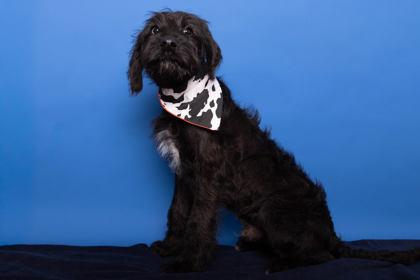 Bowser, Adoptable, Puppy Male Terrier & Mixed Breed.