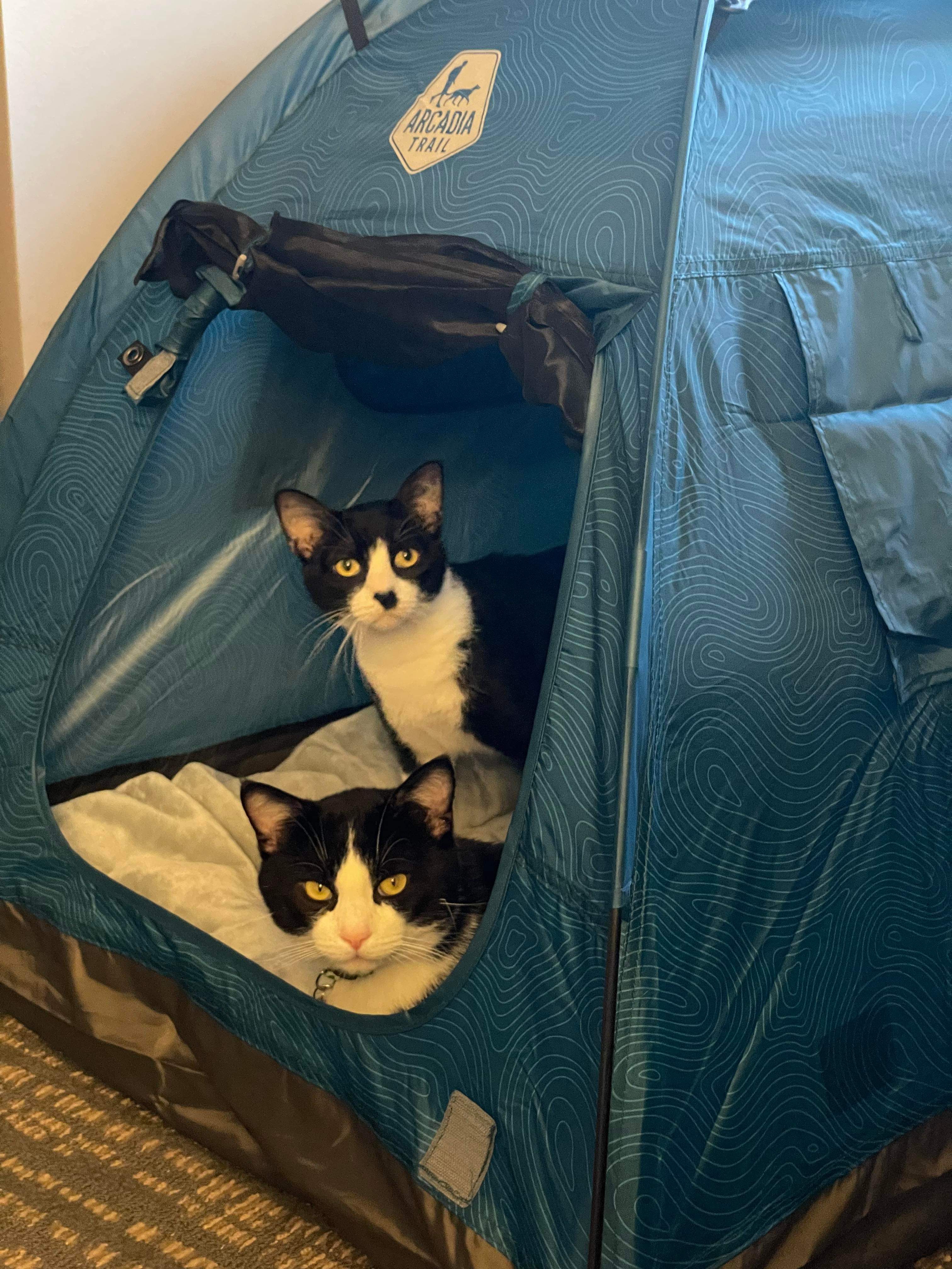 Enlarge Kenny, a Adoptable American Shorthair in Shawnee, KS image 3/5