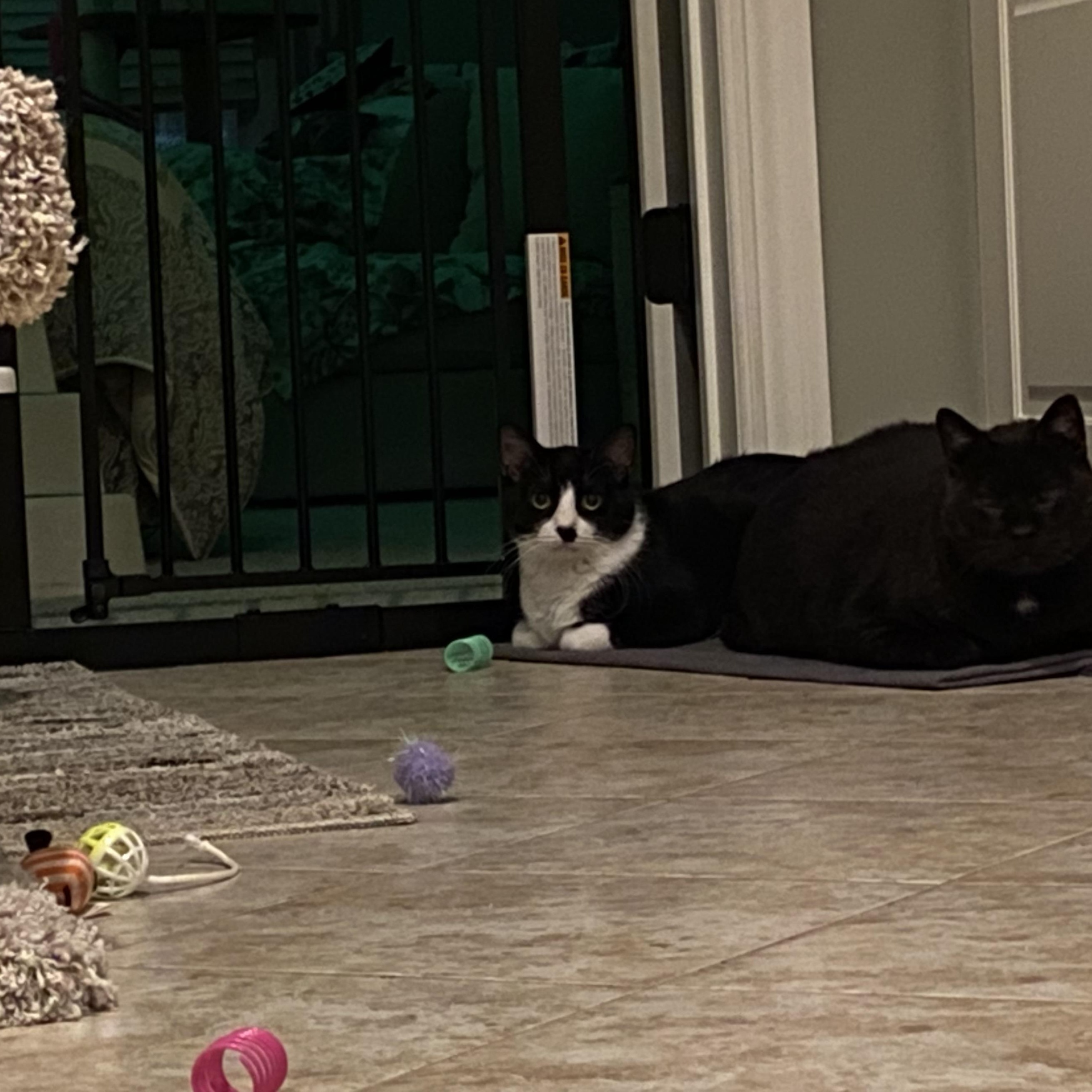 Enlarge Kenny, a Adoptable American Shorthair in Shawnee, KS image 2/5