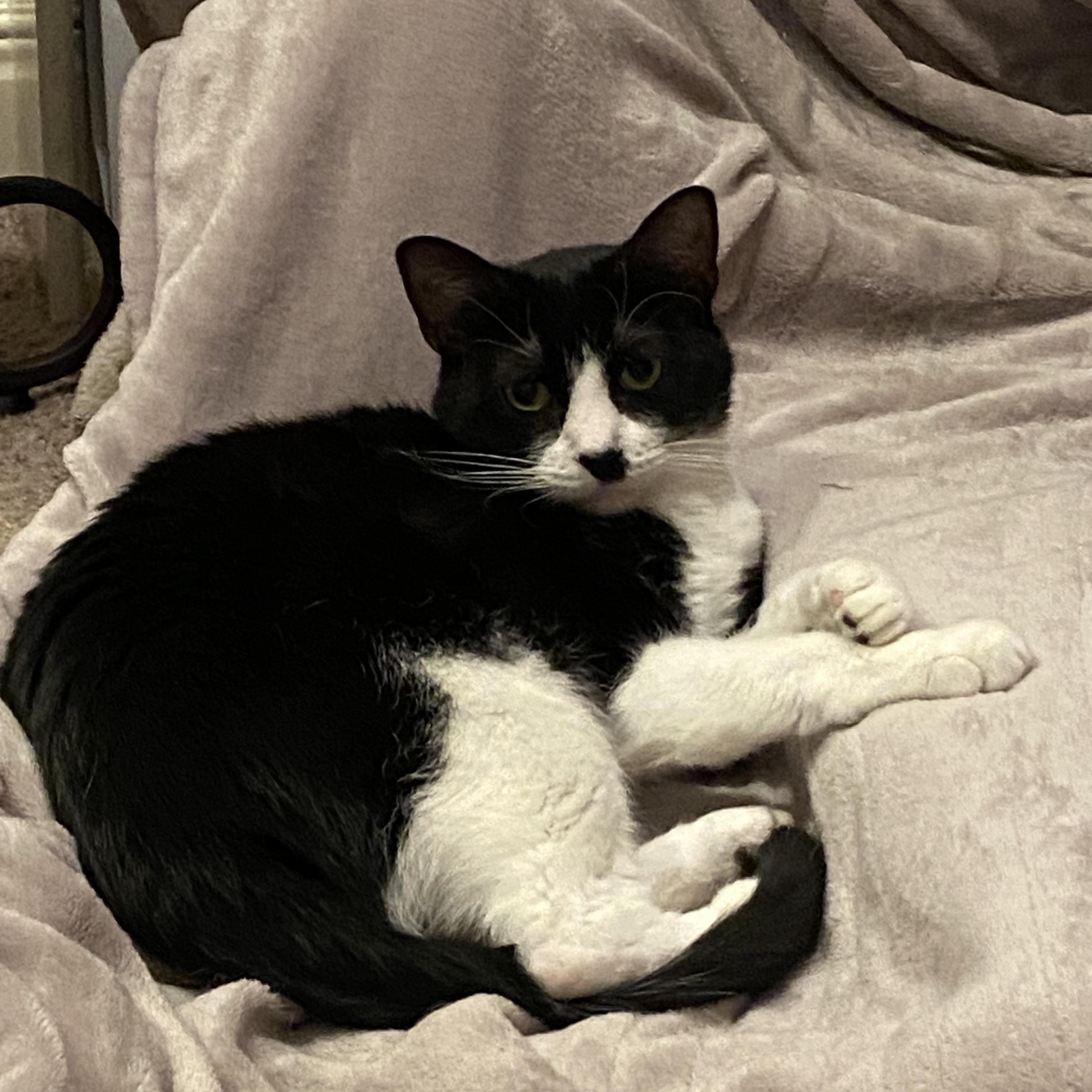 Kenny, Adoptable, Young Male American Shorthair.