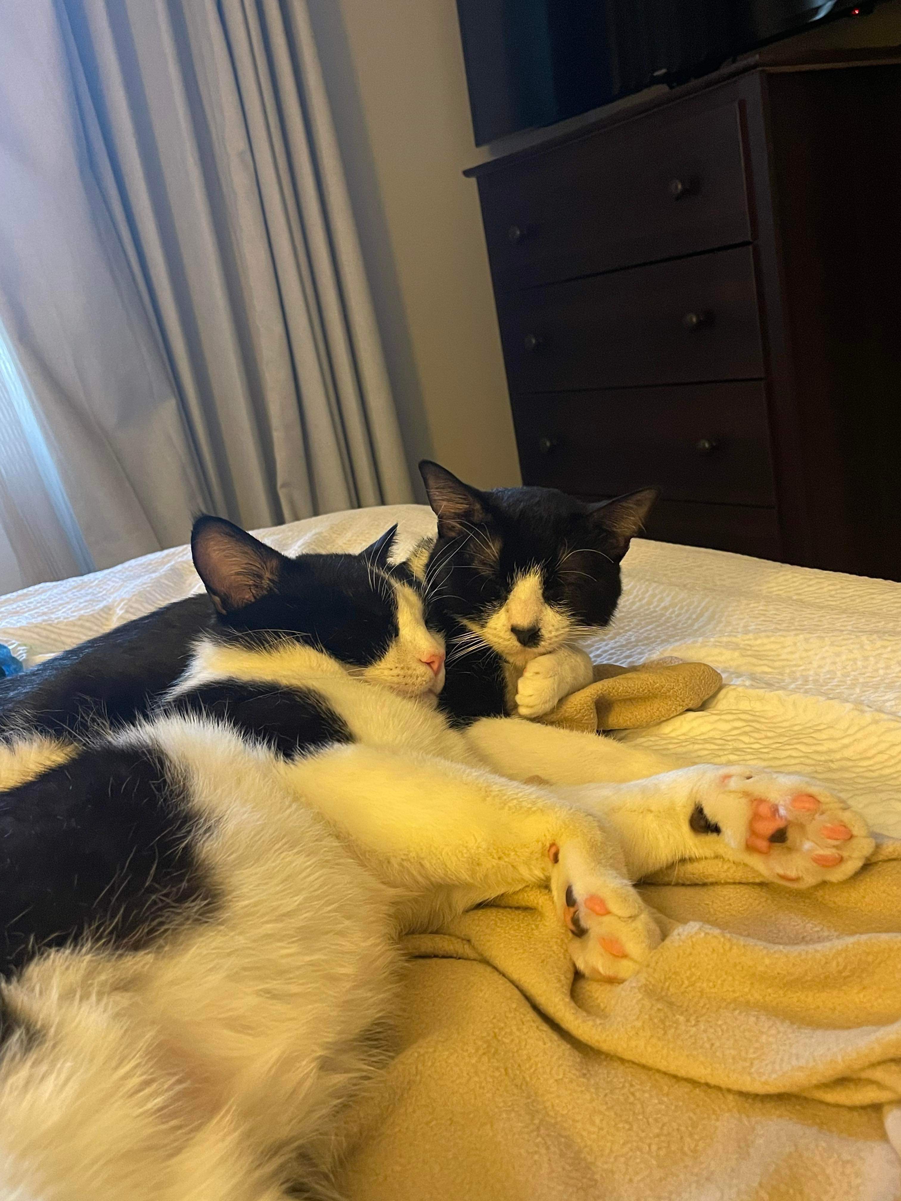 Enlarge Kenny, a Adoptable American Shorthair in Shawnee, KS image 4/5