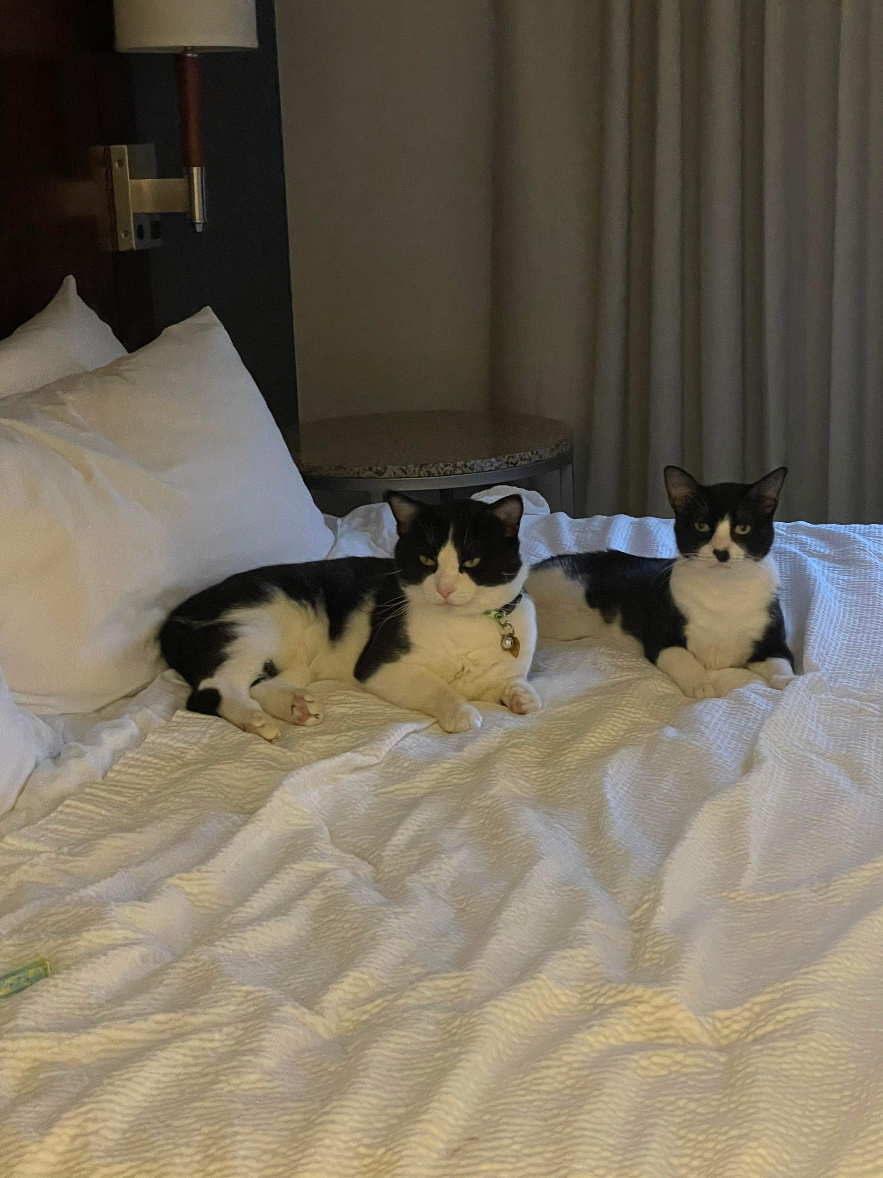 Enlarge Kenny, a Adoptable American Shorthair in Shawnee, KS image 5/5