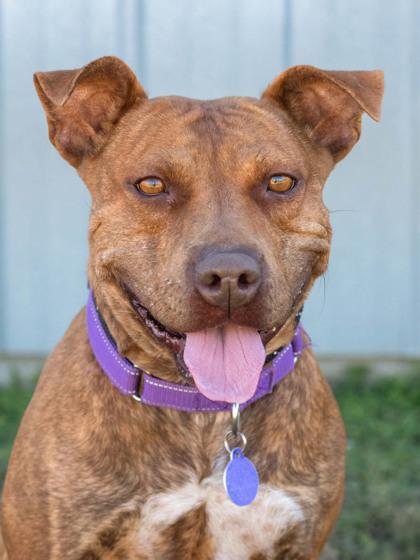 Hazelnut, Adoptable, Adult Female Staffordshire Bull Terrier.