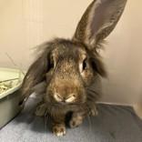 Enlarge Mercutio, a ADOPTABLE Lionhead in Hilliard, OH image 1/1