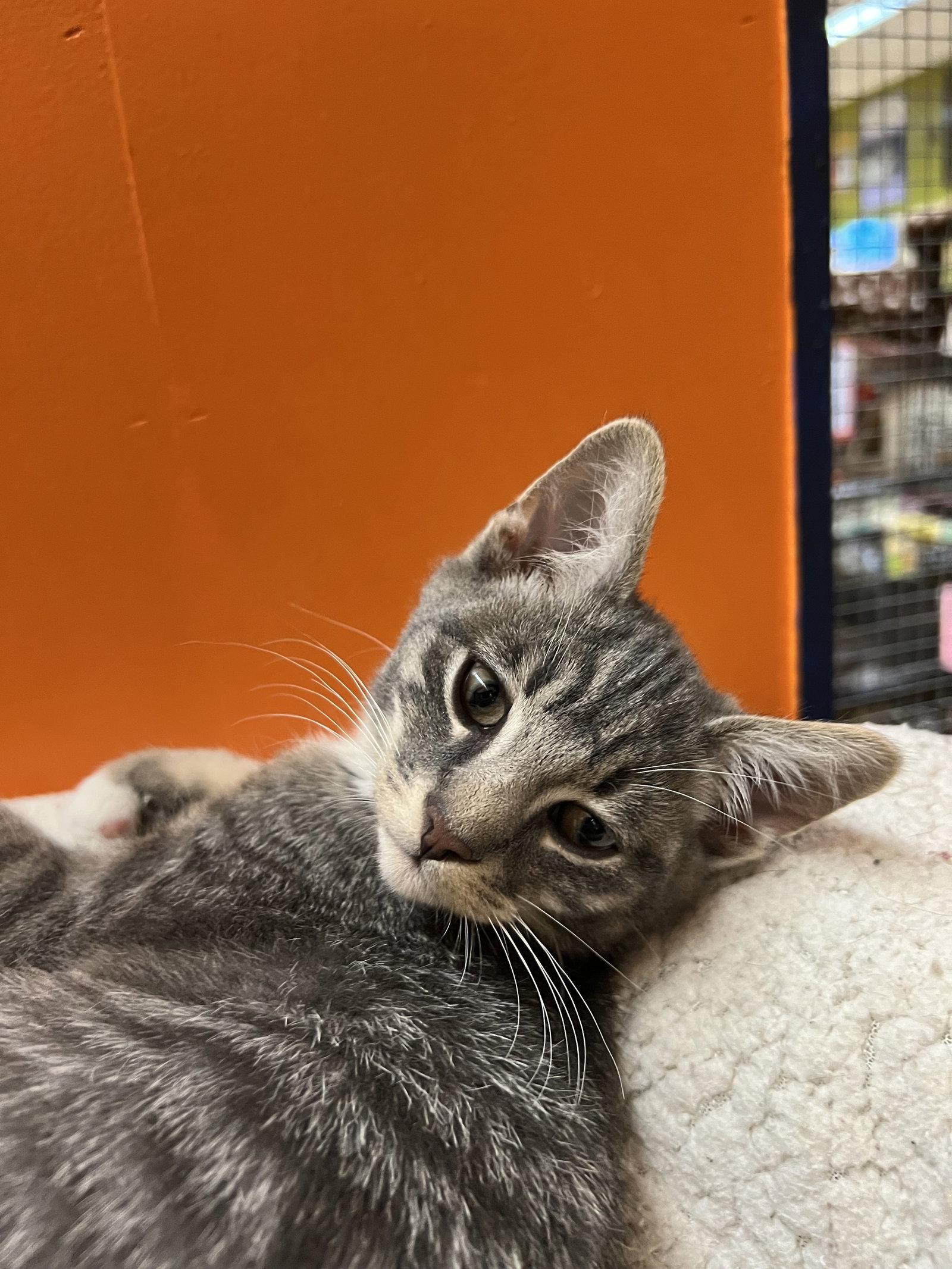 Lionel, Adopted, Kitten Male Domestic Short Hair.
