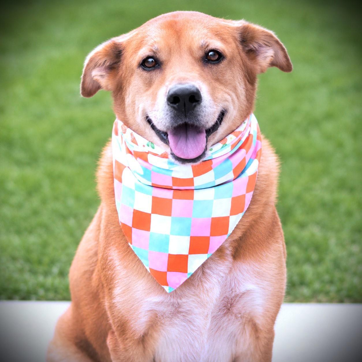 Clover, adoptable, Senior Female Labrador Retriever & Great Pyrenees.
