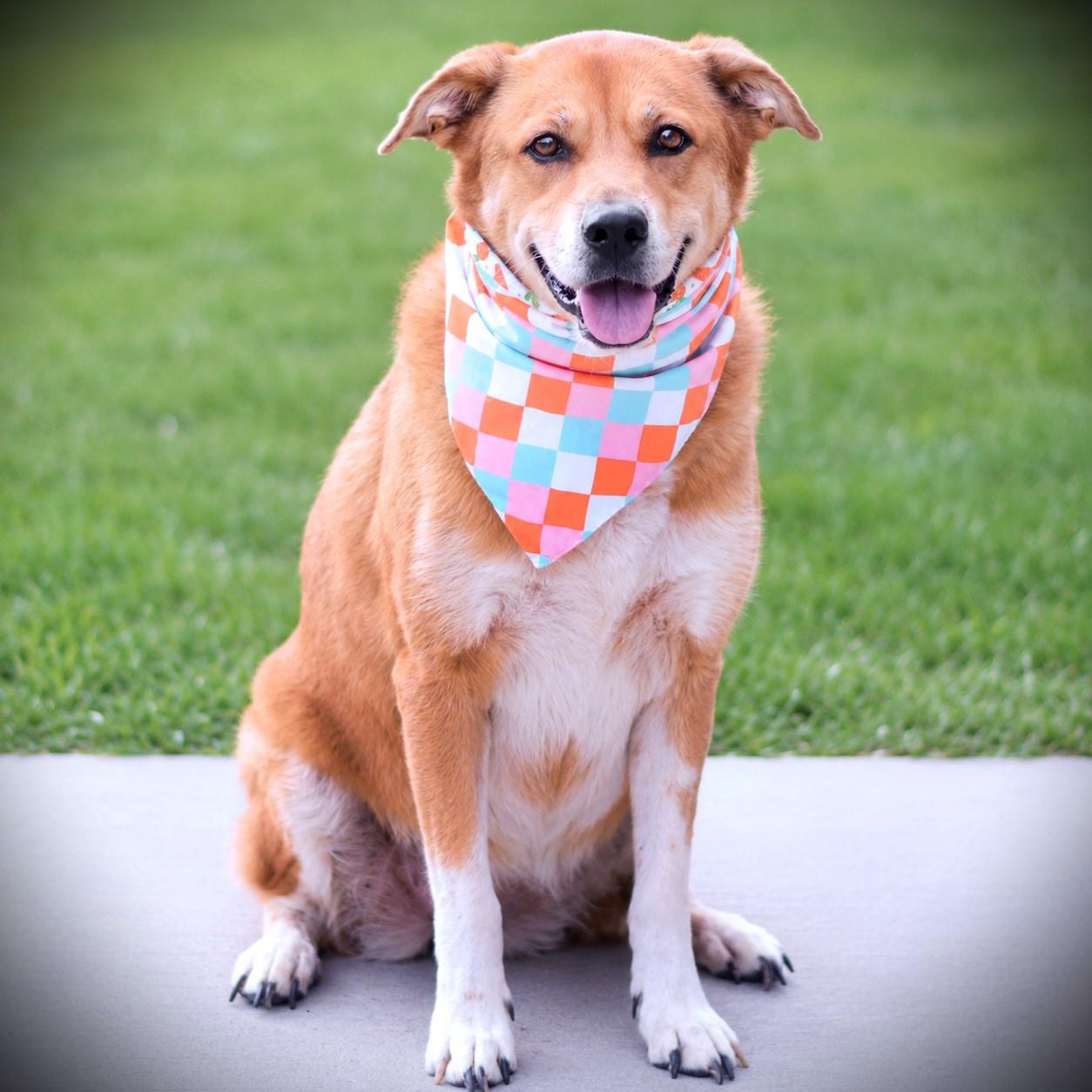 Enlarge Clover, an adoptable mixed breed in Amsterdam, NY image 2/3