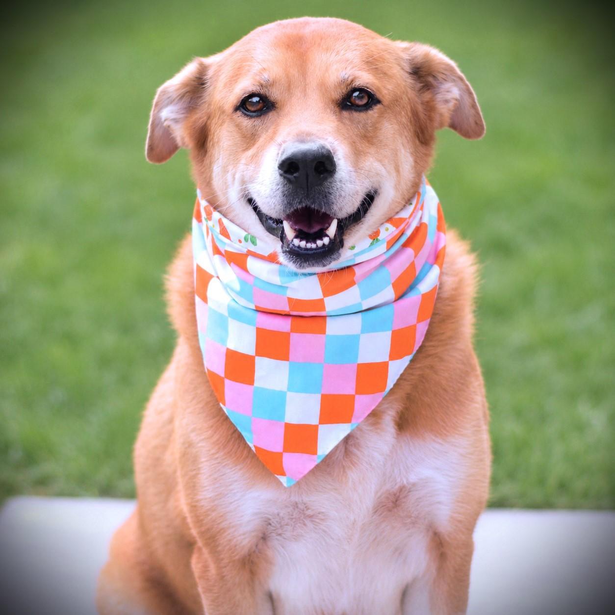 Enlarge Clover, an adoptable mixed breed in Amsterdam, NY image 3/3