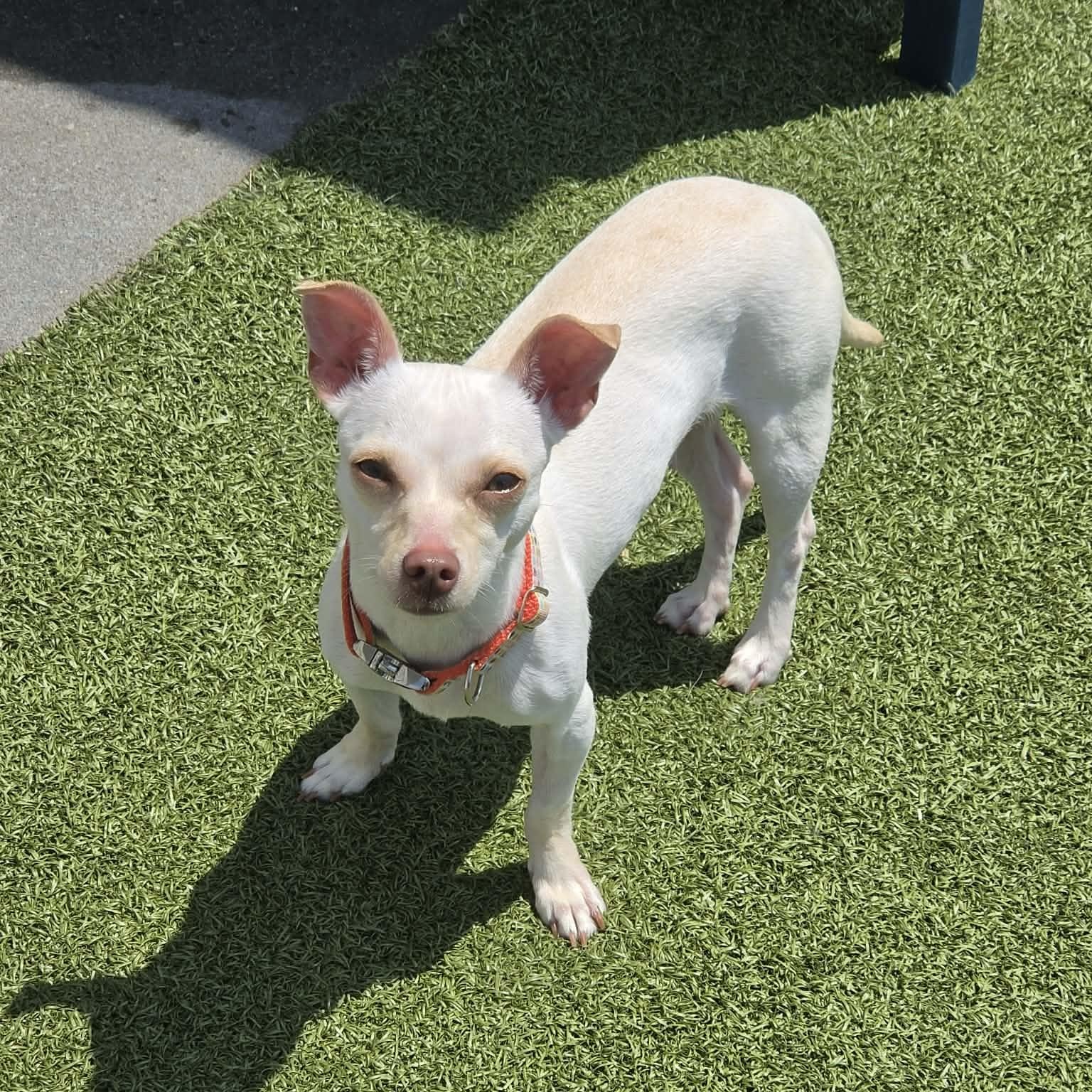 Enlarge Sunflower, a ADOPTABLE Chihuahua in Fall River, MA image 1/1