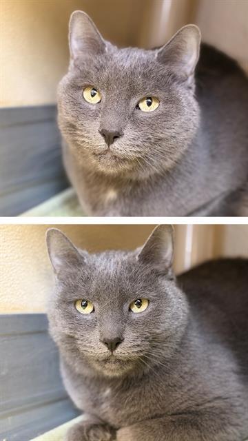 Enlarge SMOKEY, a Adoptable Domestic Short Hair in Toronto, ON image 1/1