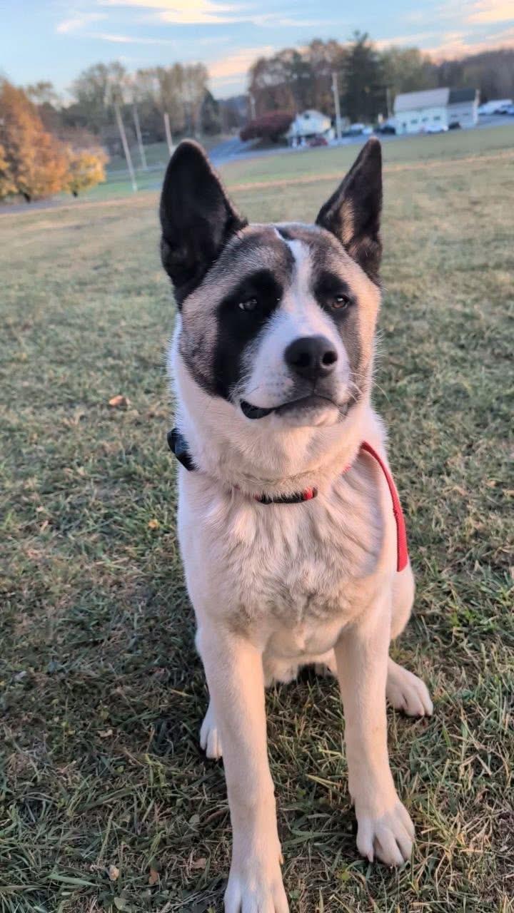 Kisha, a Adoptable Akita in Chesapeake Beach, MD image 1/6