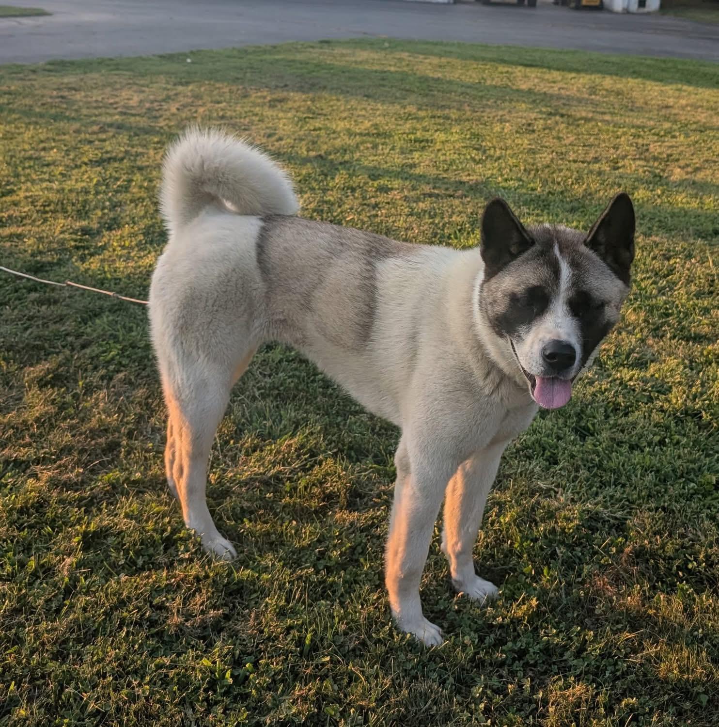 Kisha, a Adoptable Akita in Chesapeake Beach, MD image 3/6