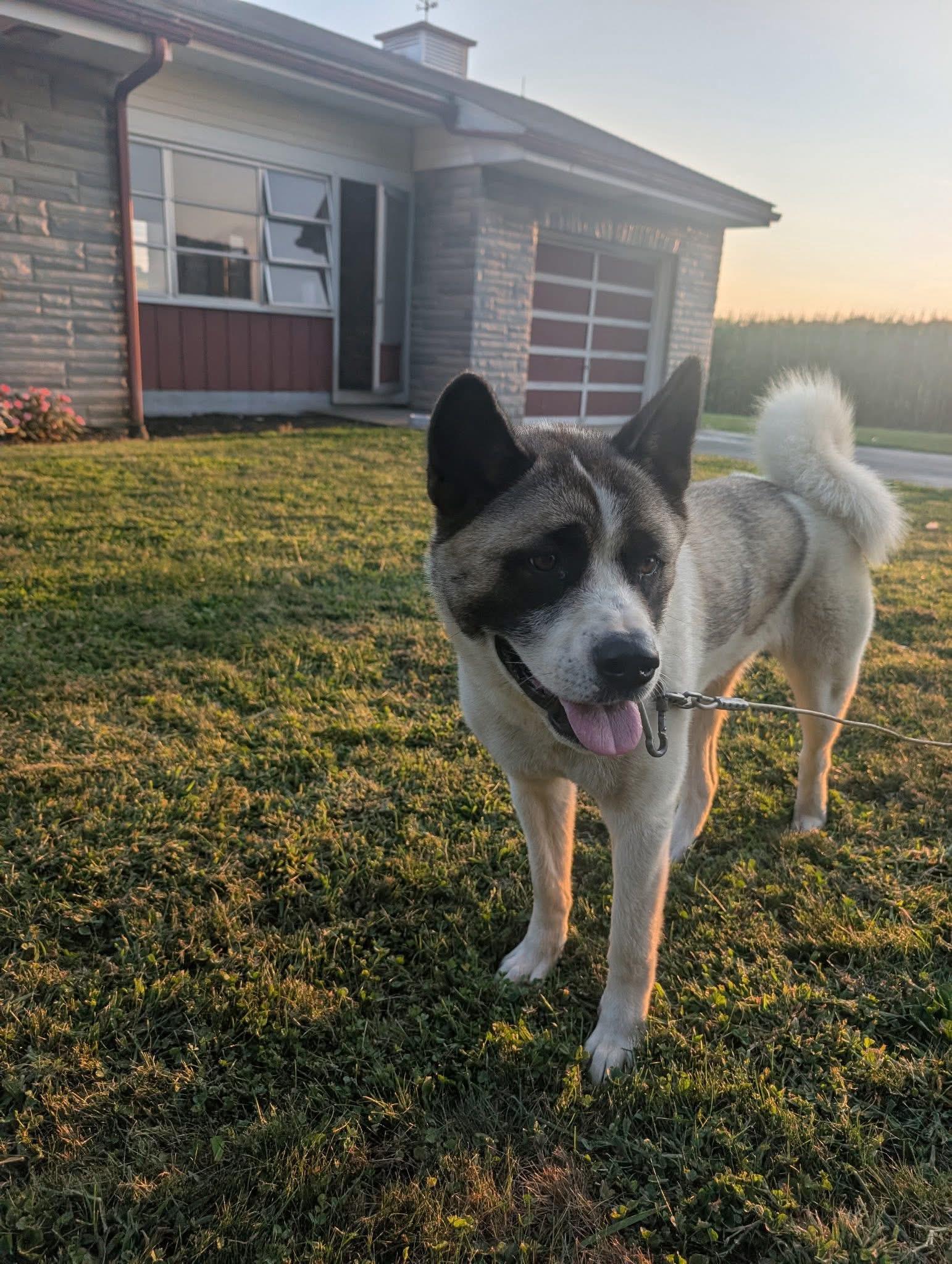 Kisha, a Adoptable Akita in Chesapeake Beach, MD image 4/6