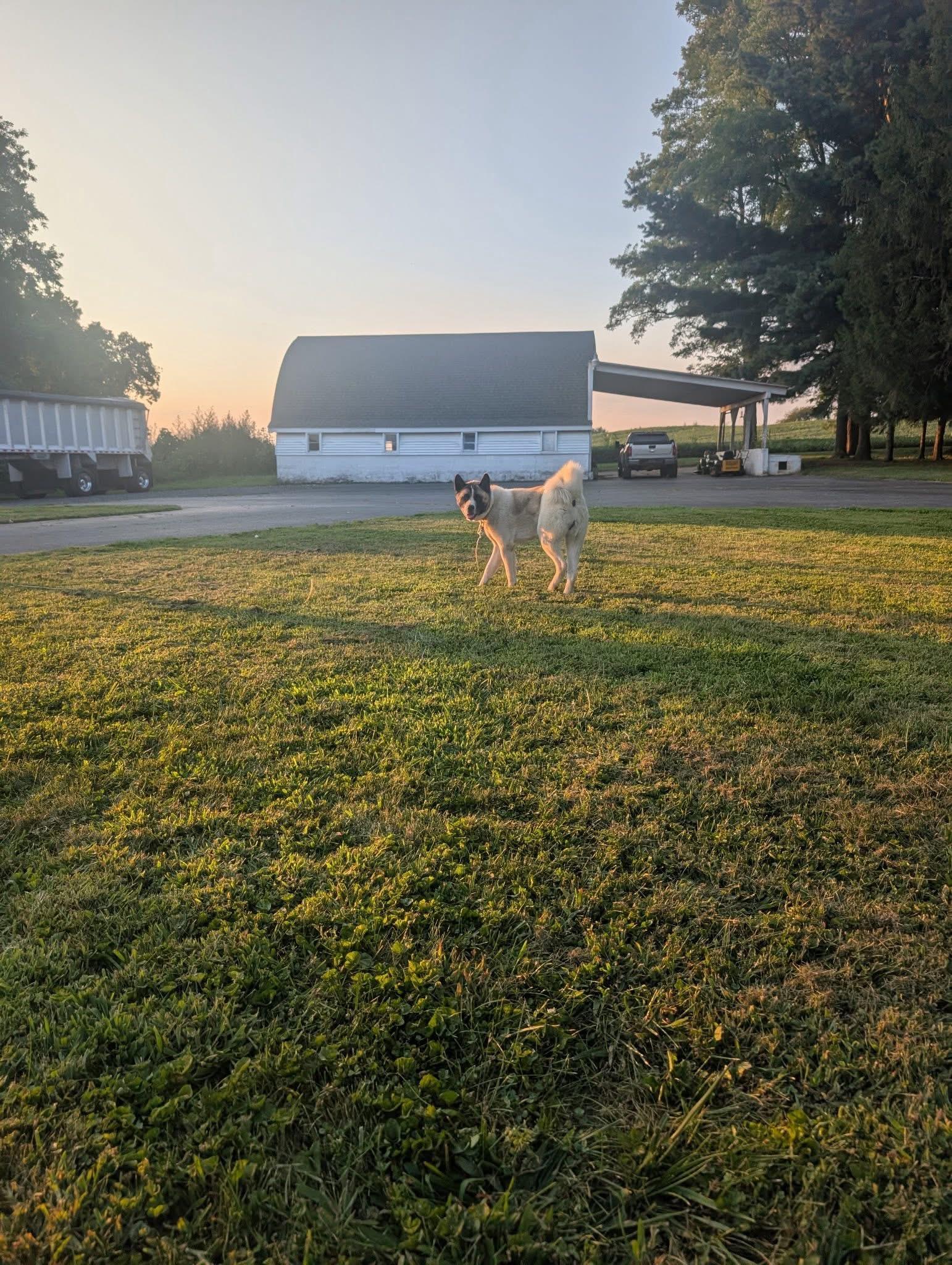 Kisha, a Adoptable Akita in Chesapeake Beach, MD image 5/6