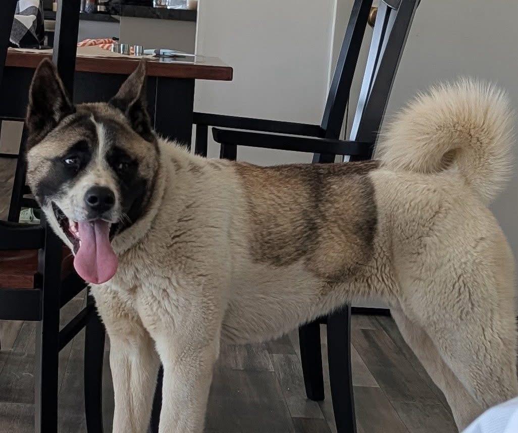 Kisha, a Adoptable Akita in Chesapeake Beach, MD image 6/6